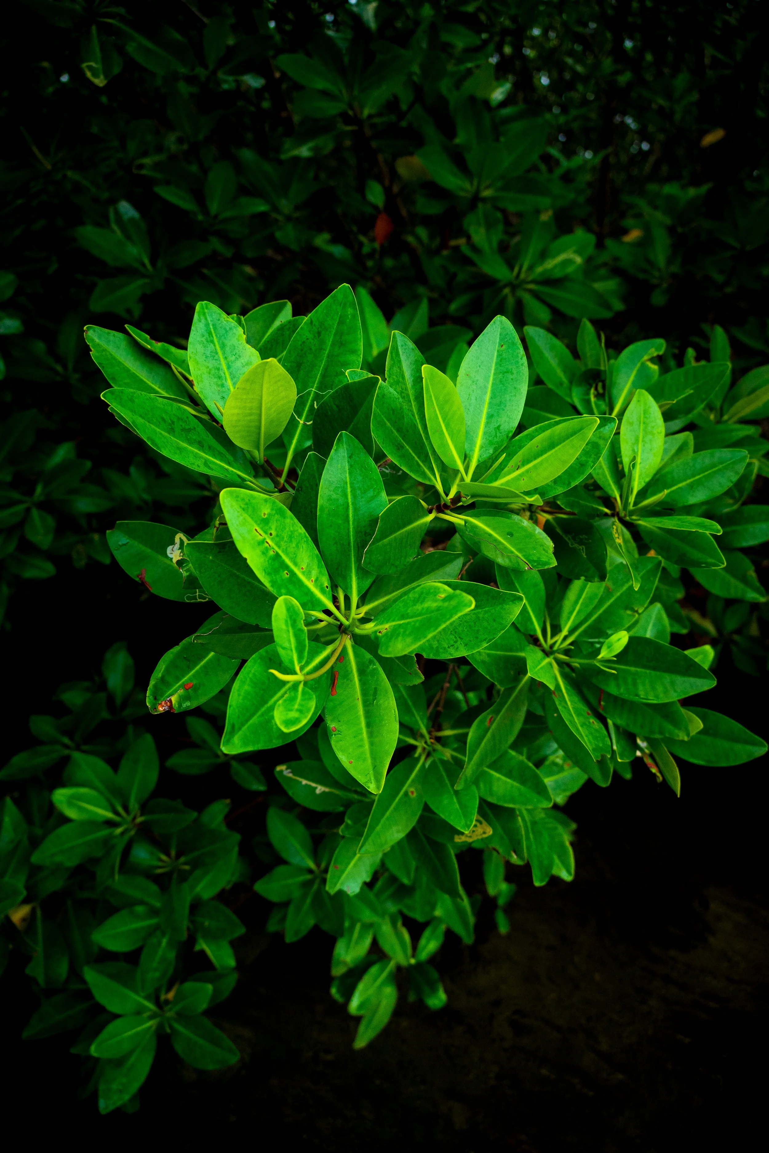 Close-up of lush green leaves on a plant with dark background.