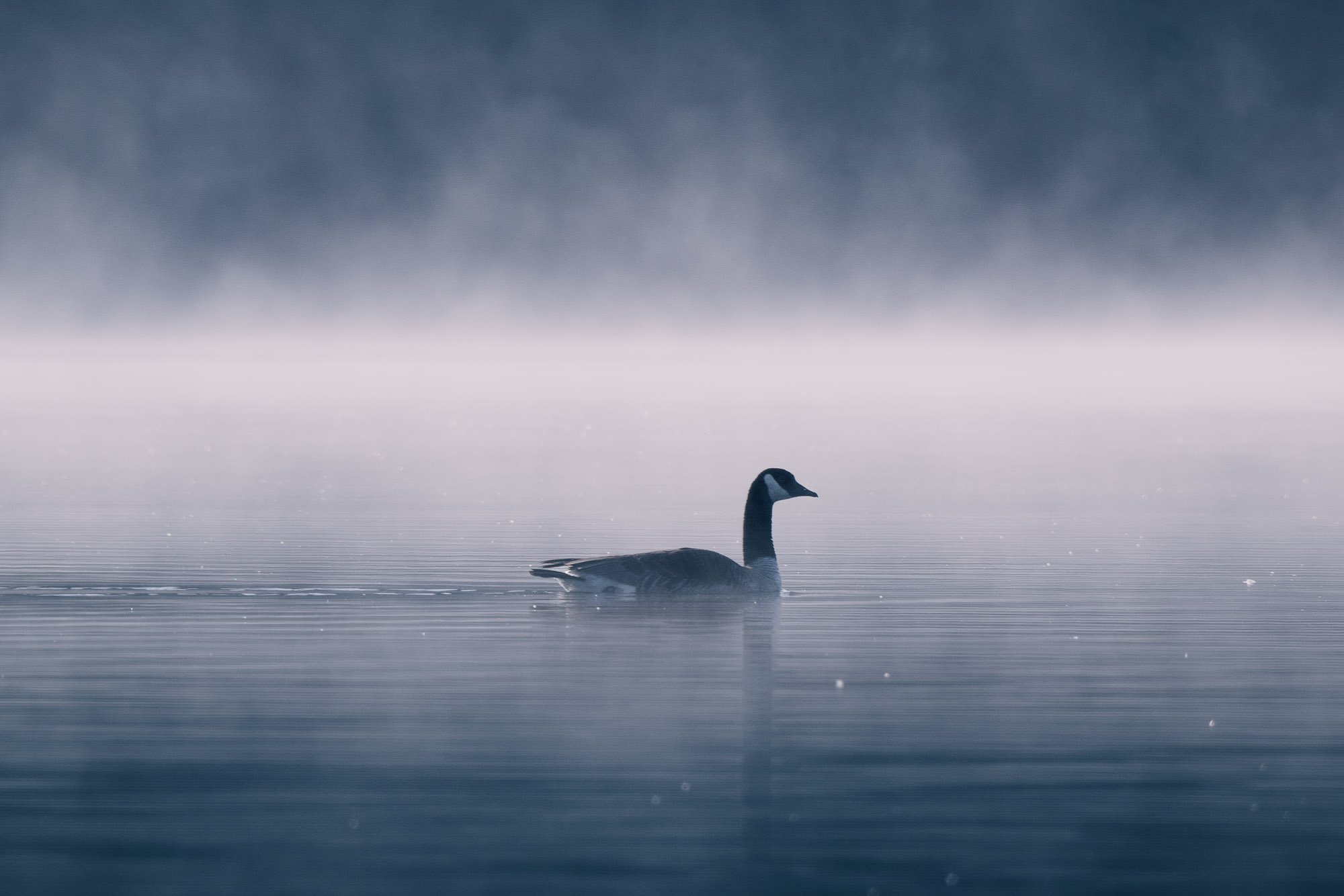 A Canada Goose swimming in a calm, misty body of water with a foggy background.