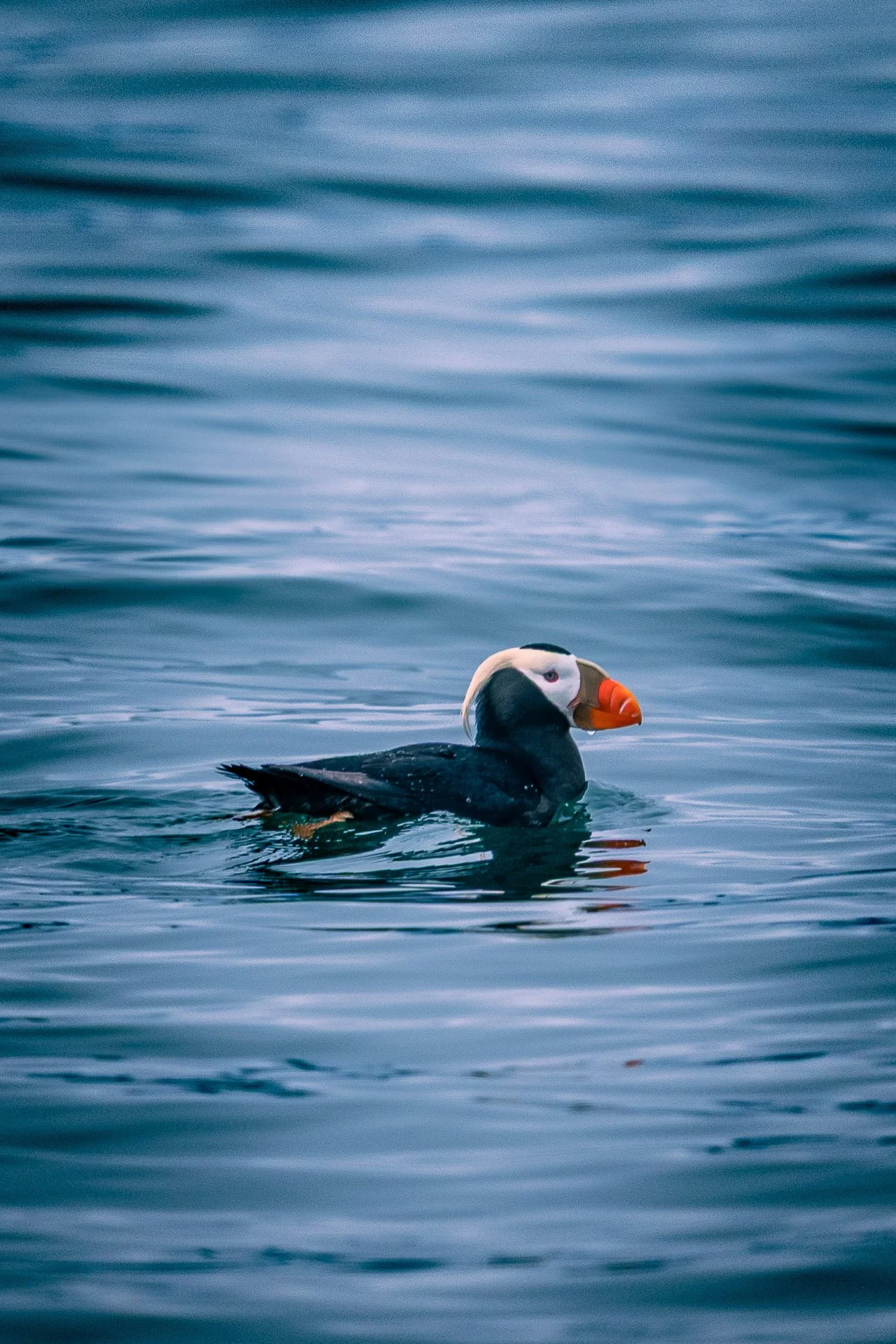 A lone Atlantic puffin swimming in the ocean with a vibrant orange beak.