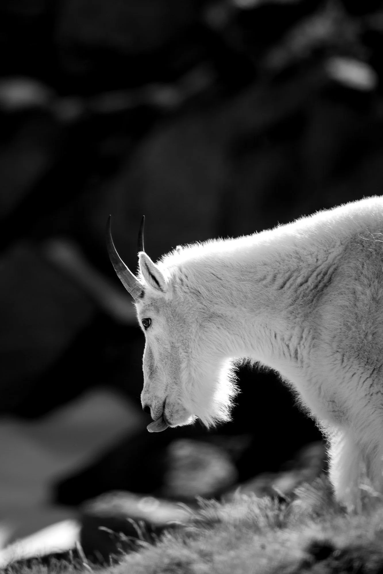 A black and white photo of an antelope with curved horns, standing on grass, facing left with its tongue slightly sticking out.