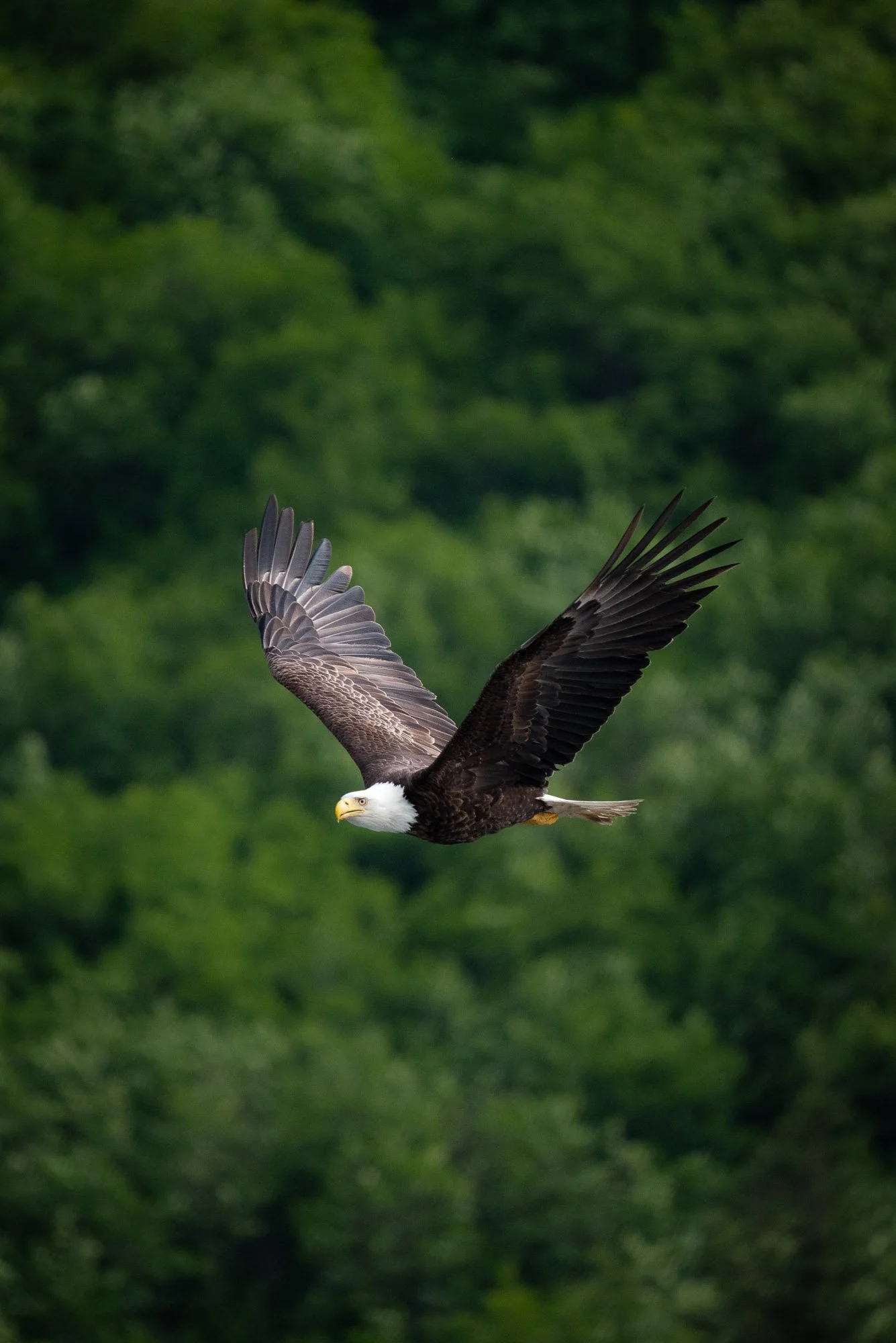 A bald eagle flying with outstretched wings over a green forest background.