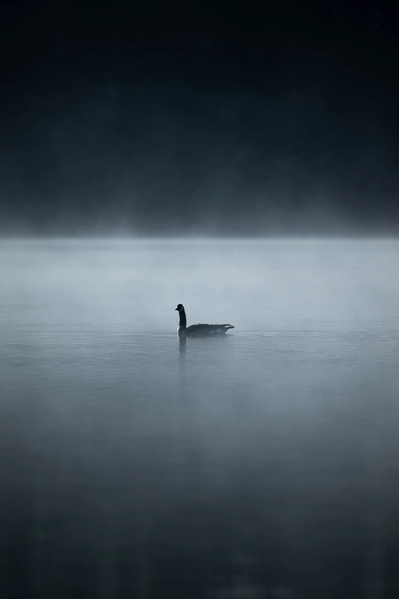 A solitary goose swimming on a calm body of water with a misty, foggy atmosphere and dark sky in the background.