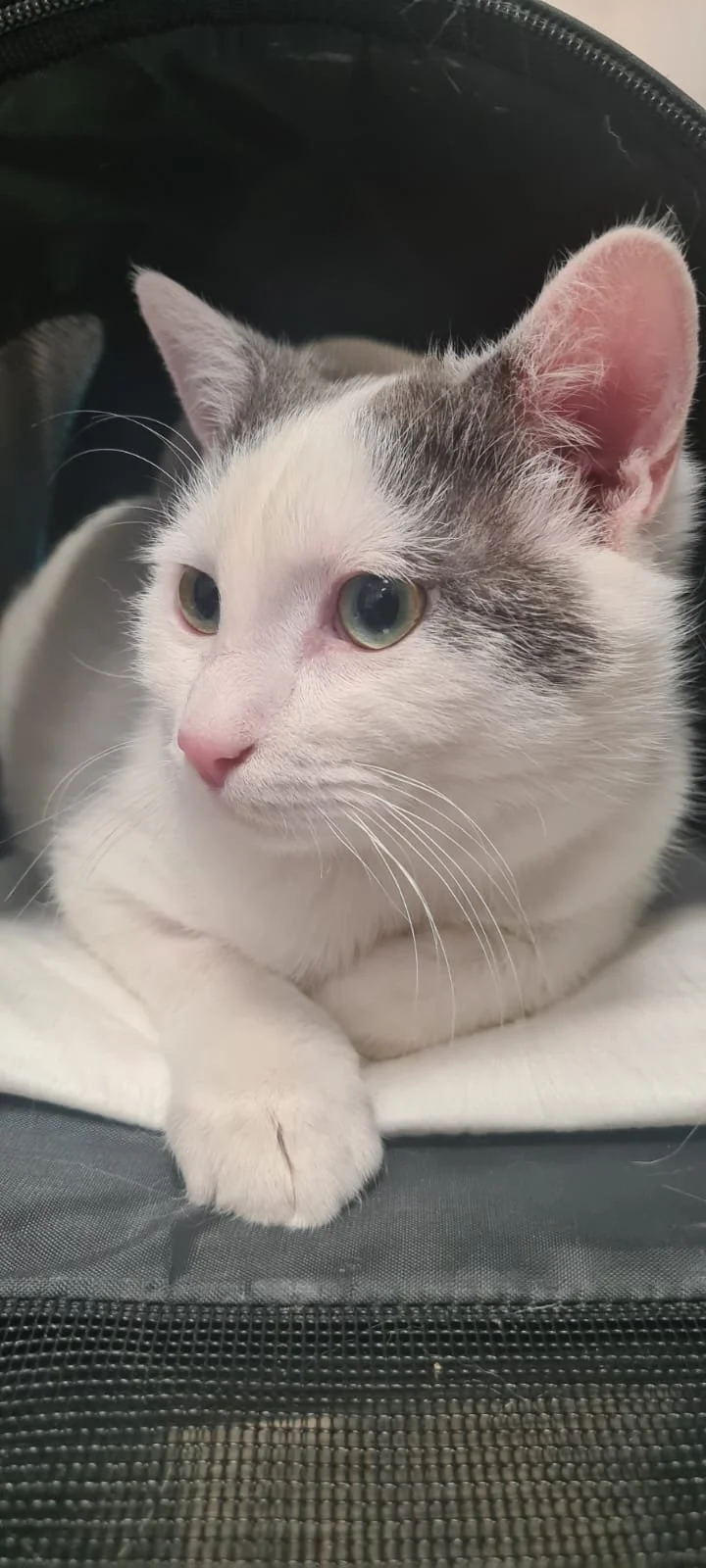 cat.jpeg