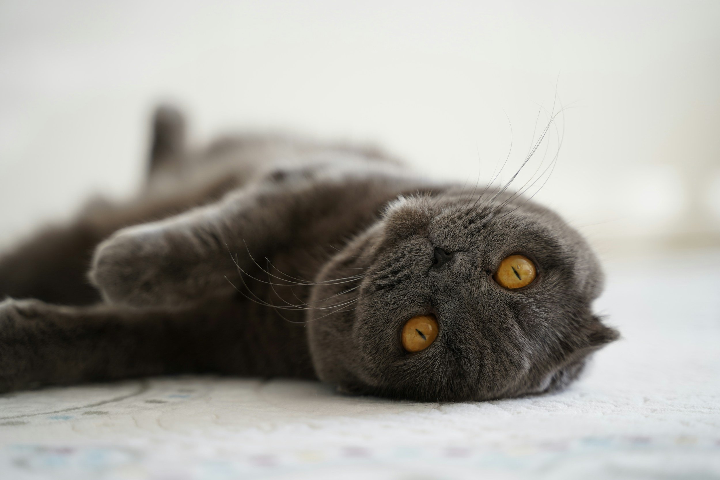 Scottish Fold Osteochondrodysplasia