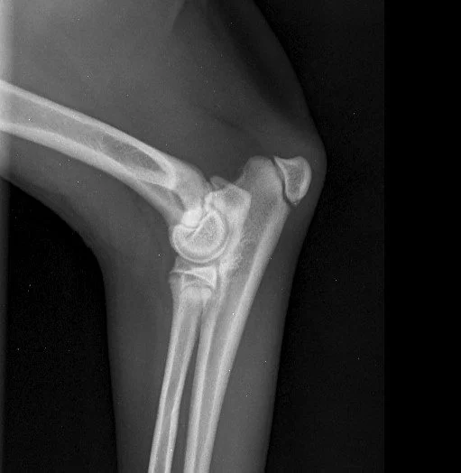 gomiti cucciolo 1.jpeg