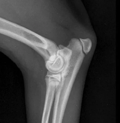 Early Diagnosis of Hip &amp; Elbow Dysplasia in Dogs