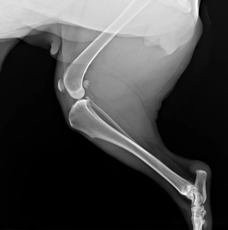 Cranial Cruciate Ligament  (CCL) rupture