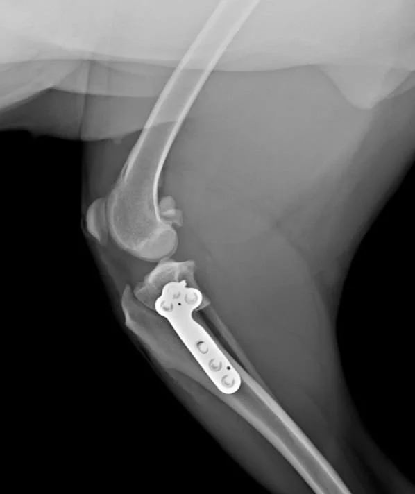 TPLO.jpeg