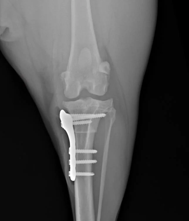TPLO view.jpeg