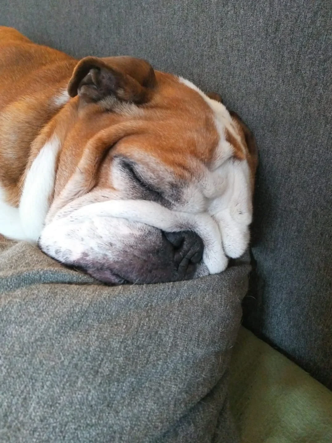 bulldog.jpeg