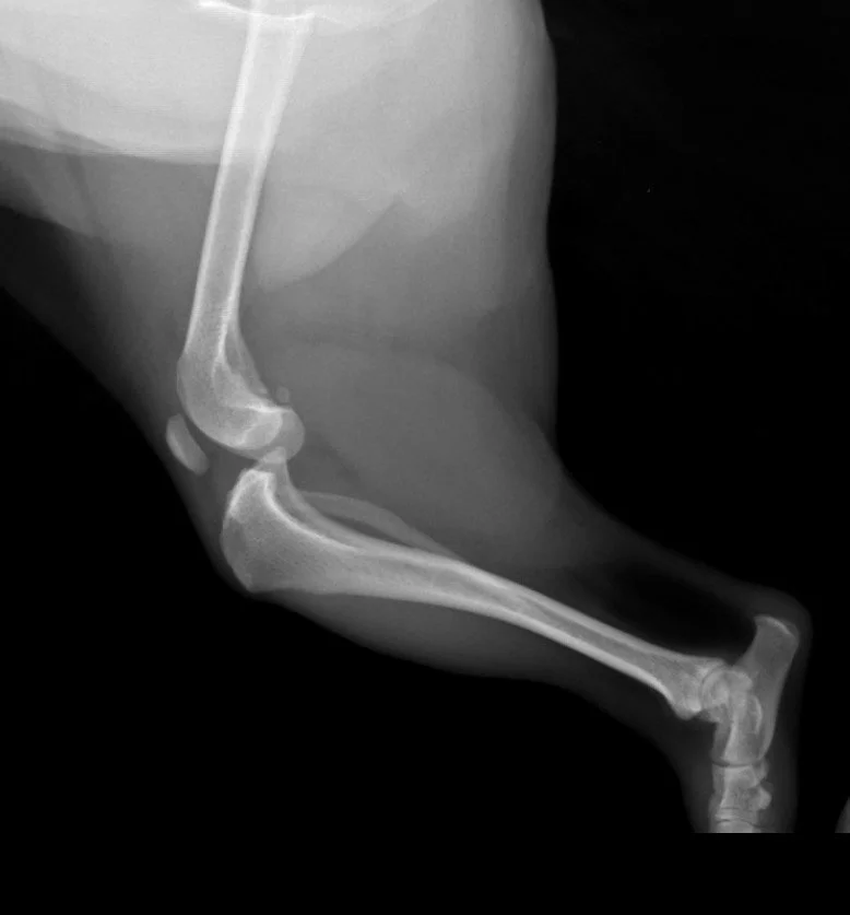 Arya traumatic CCL rupture.jpg