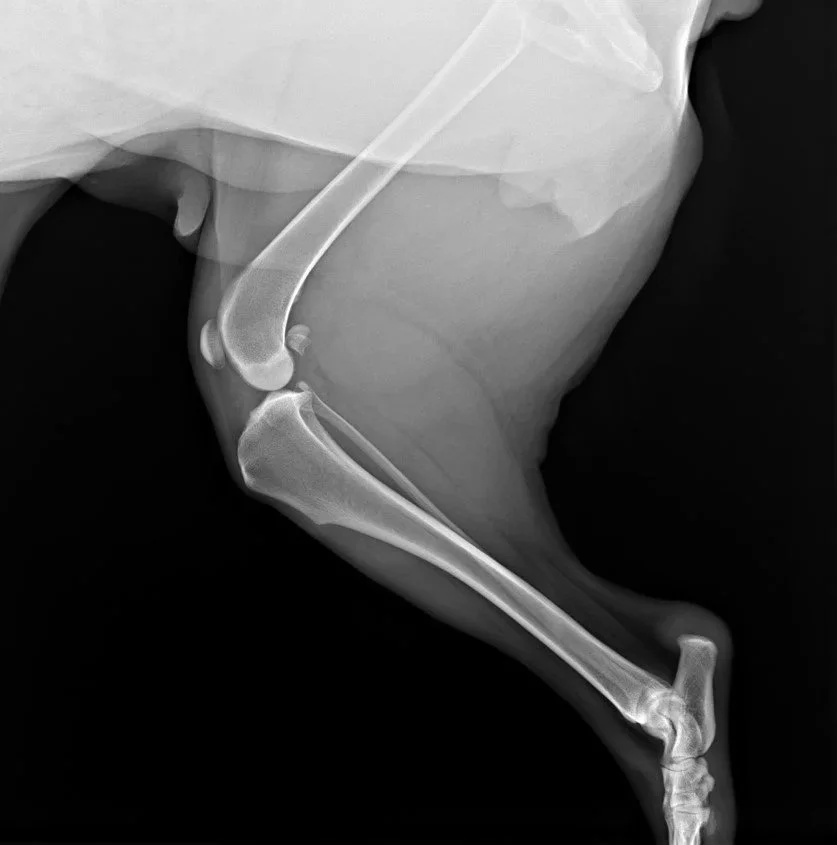 Cranial Cruciate Ligament rupture