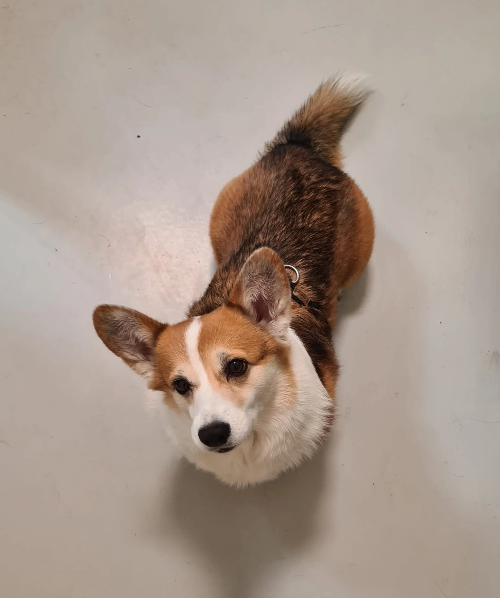 corgi.jpeg
