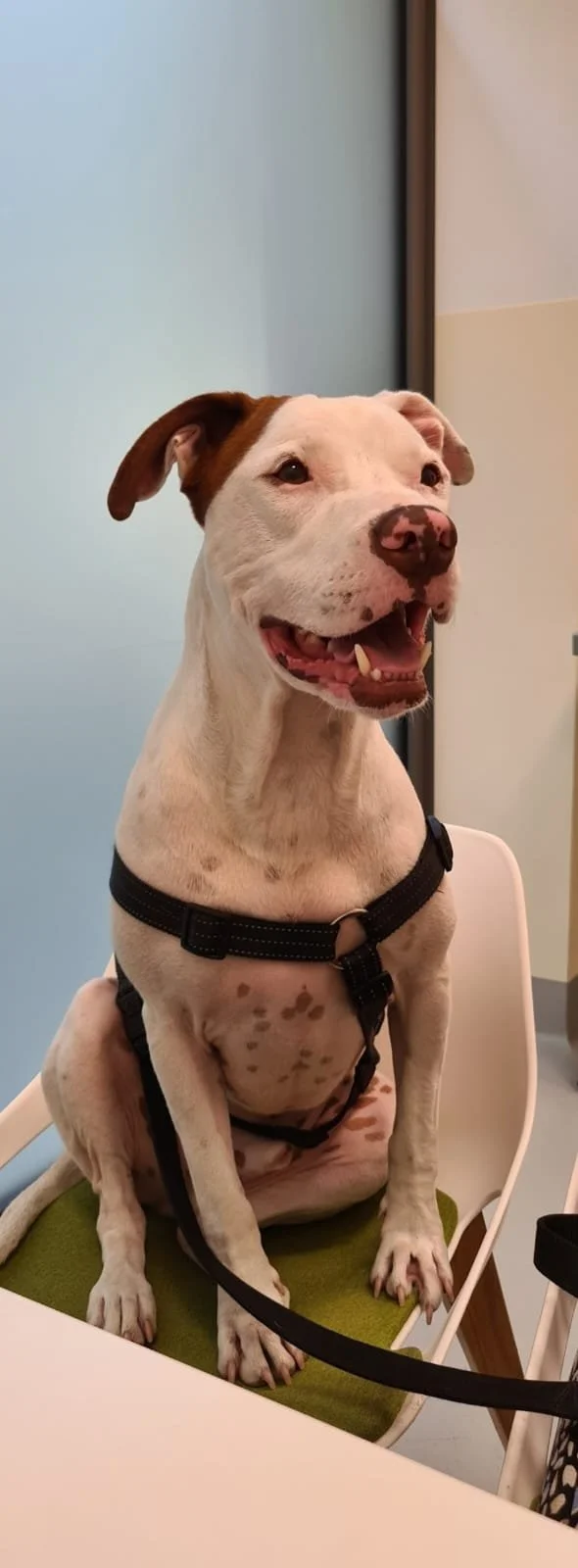 dog amstaff.jpeg