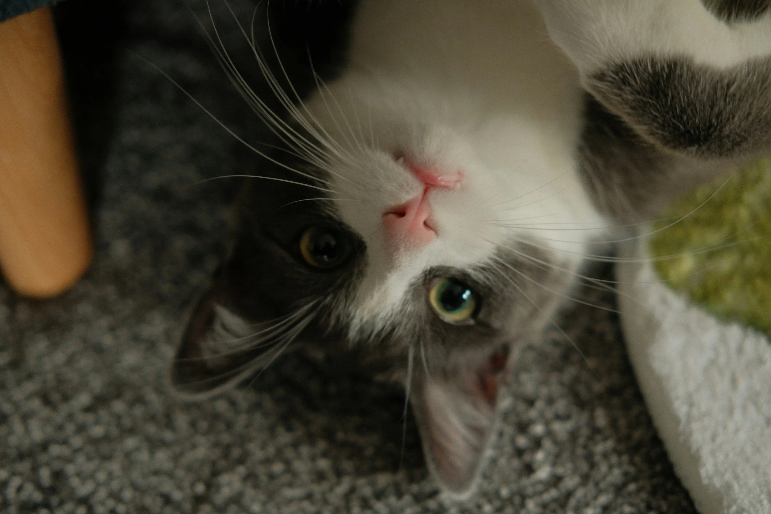 Traumatic Radio-ulnar fracture in a cat