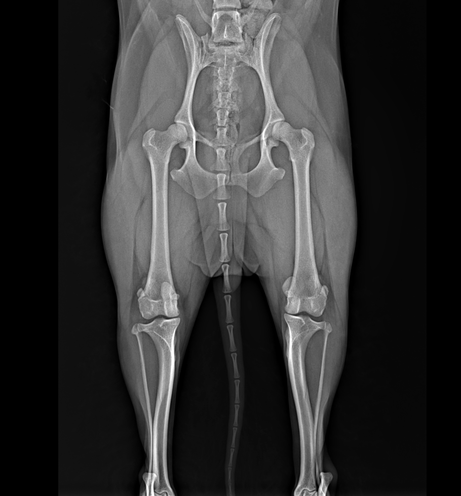 patellar luxation.png