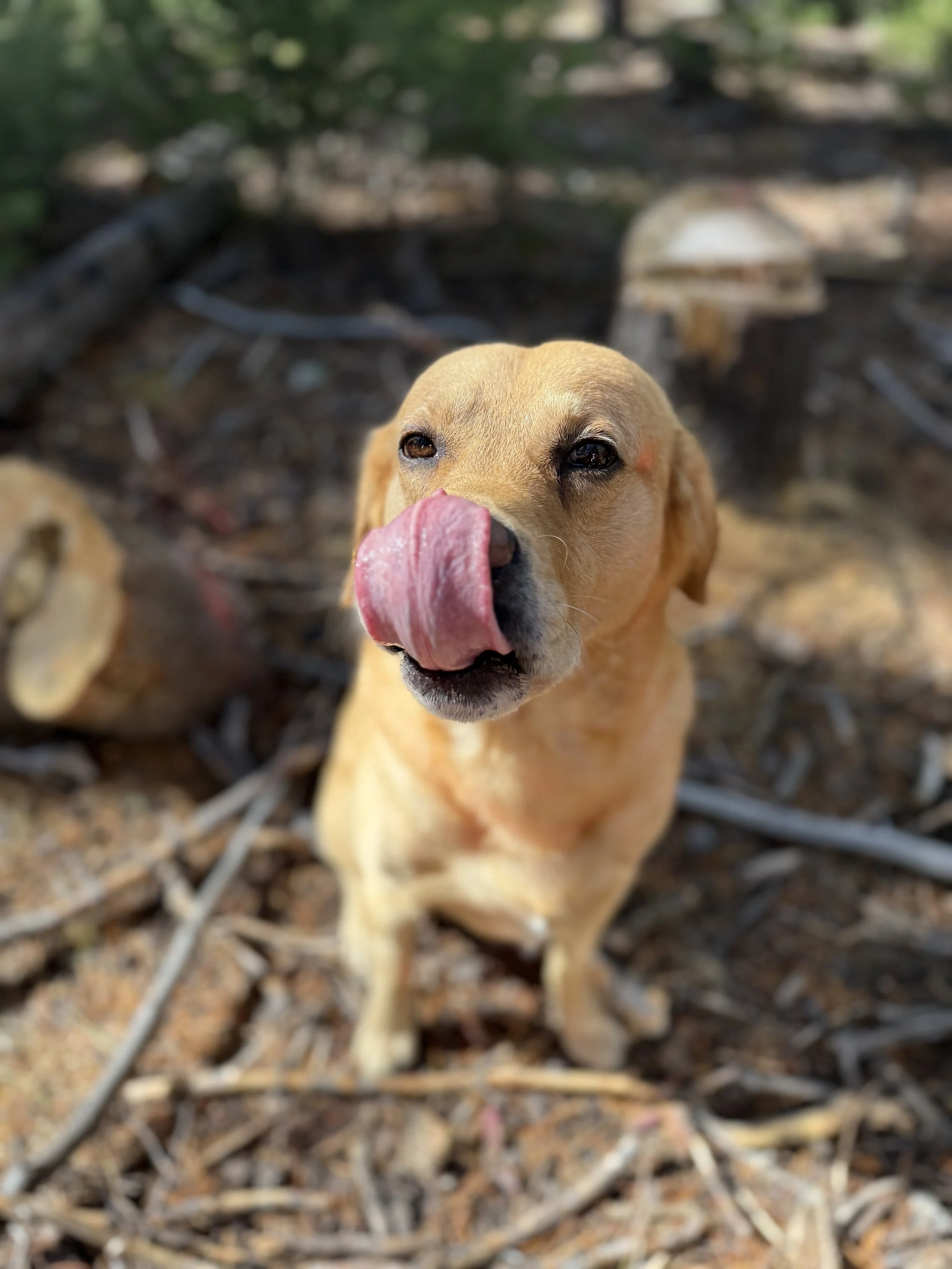 A tan dog with its tongue out licking its nose, sitting on a forest floor with wood logs and trees in the background.