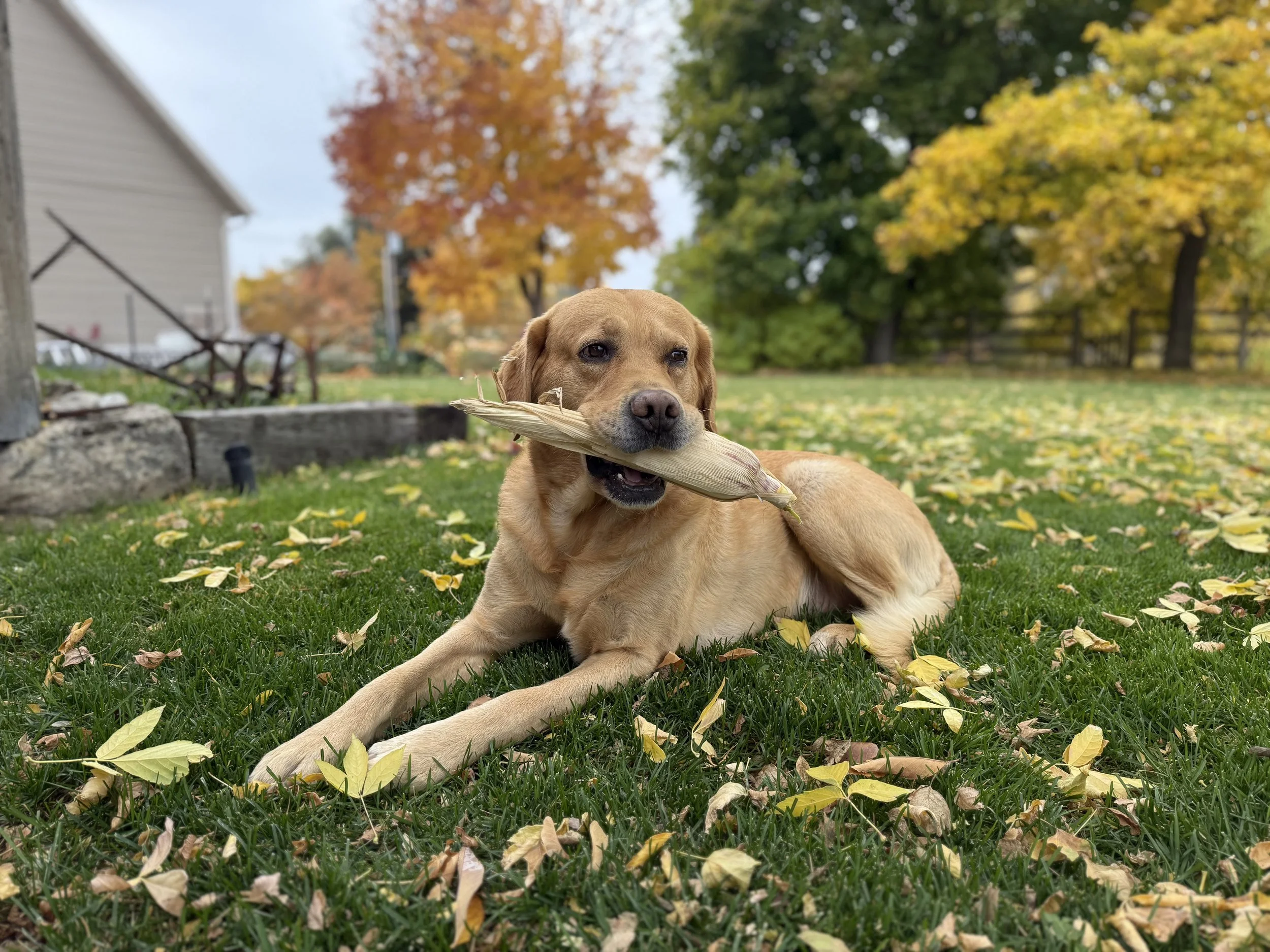 Labrador retriever dog lying on grass, holding a chew stick in its mouth, autumn foliage in the background.