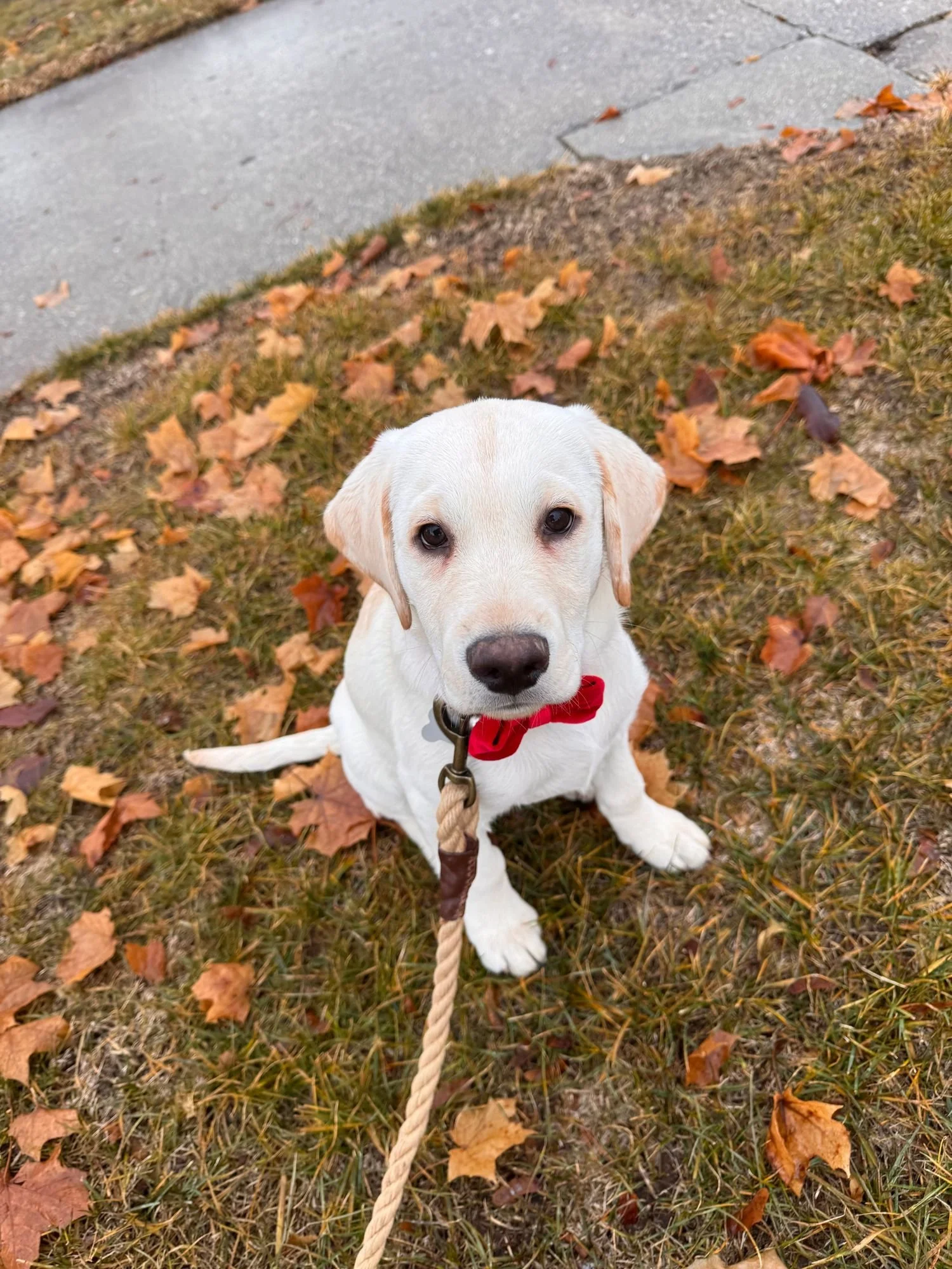 Yellow Labrador Retriever puppy wearing a red bandana on a grass field with fallen leaves and a sidewalk in the background.