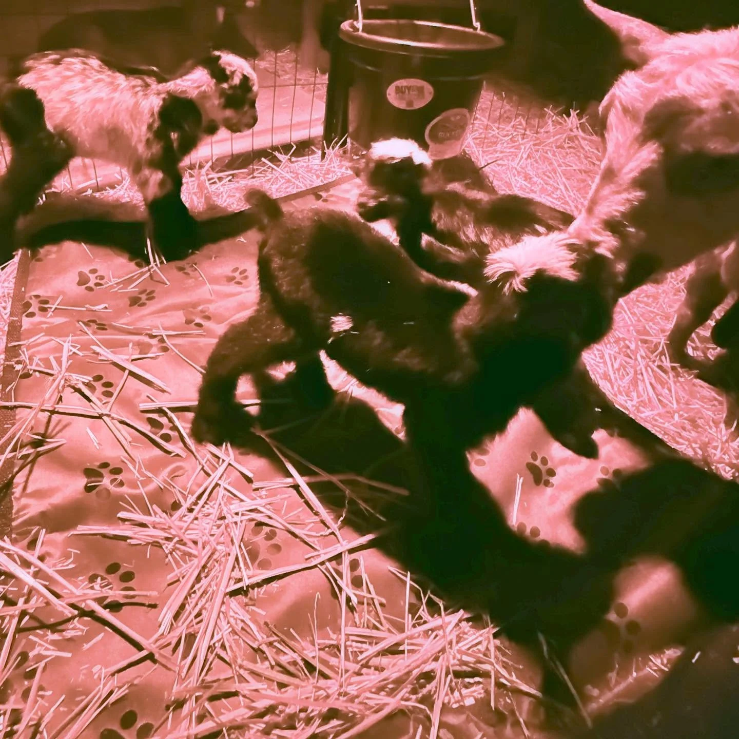 Artificial Insemination for your goat class in oregon.jpg