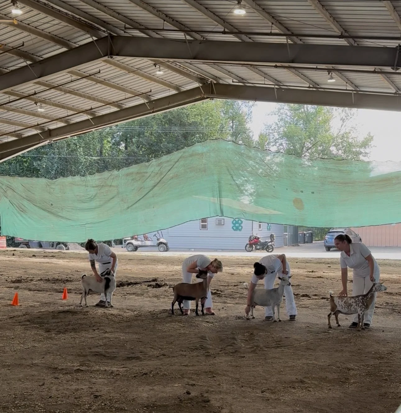 Goat Showing Basics Workshop