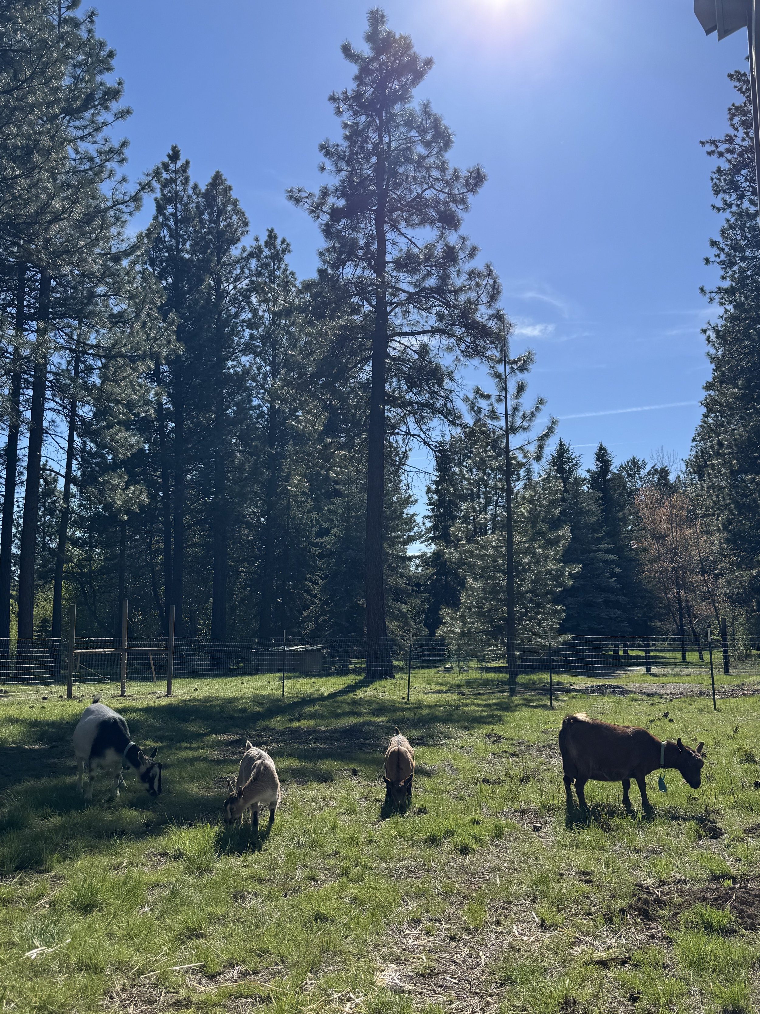 Meet the Goats: Our First Herd at Bootsy Garden