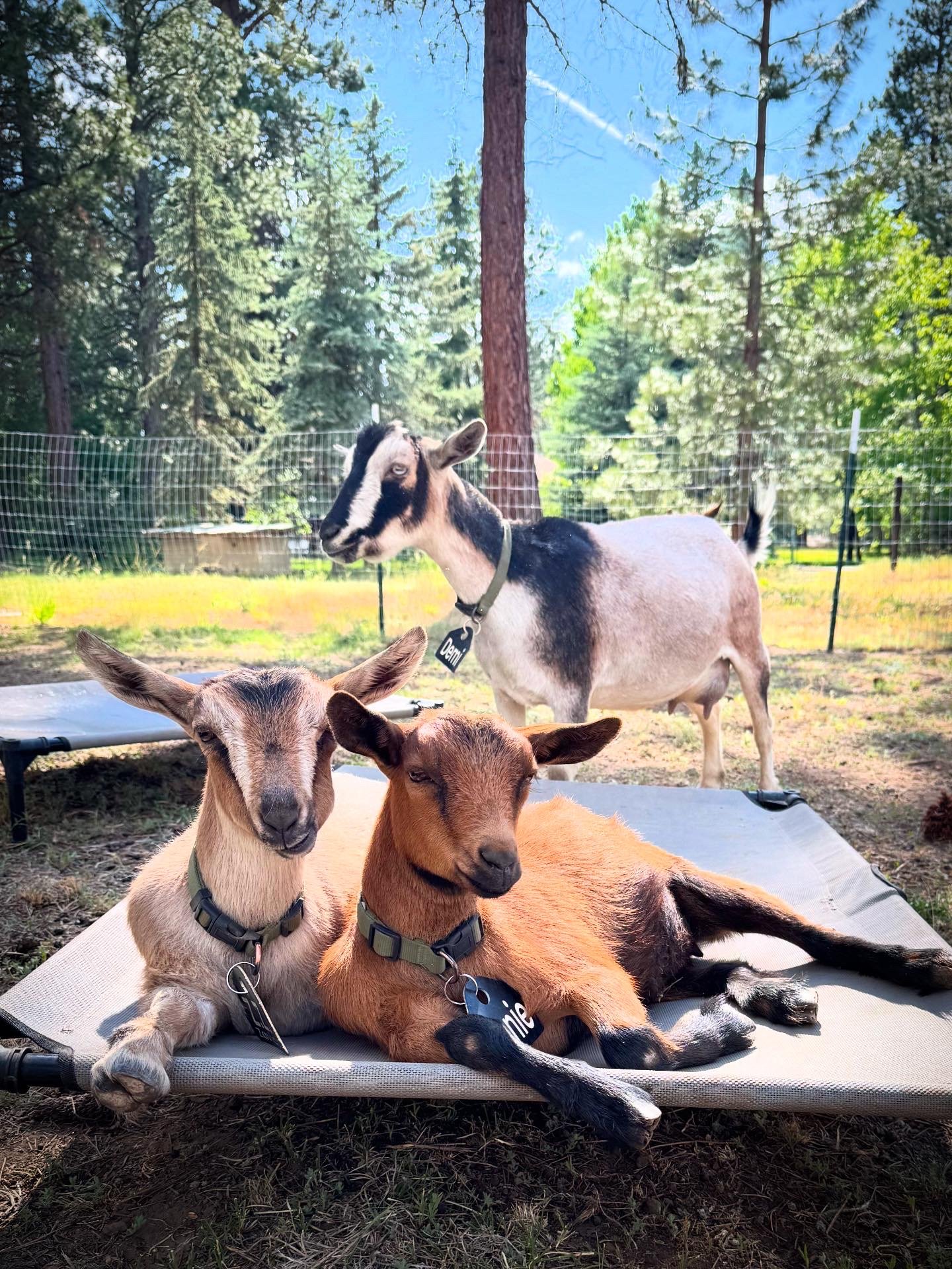 June at Bootsy Garden: Goat Shows, Clipping Chaos, and the Pollen Plague