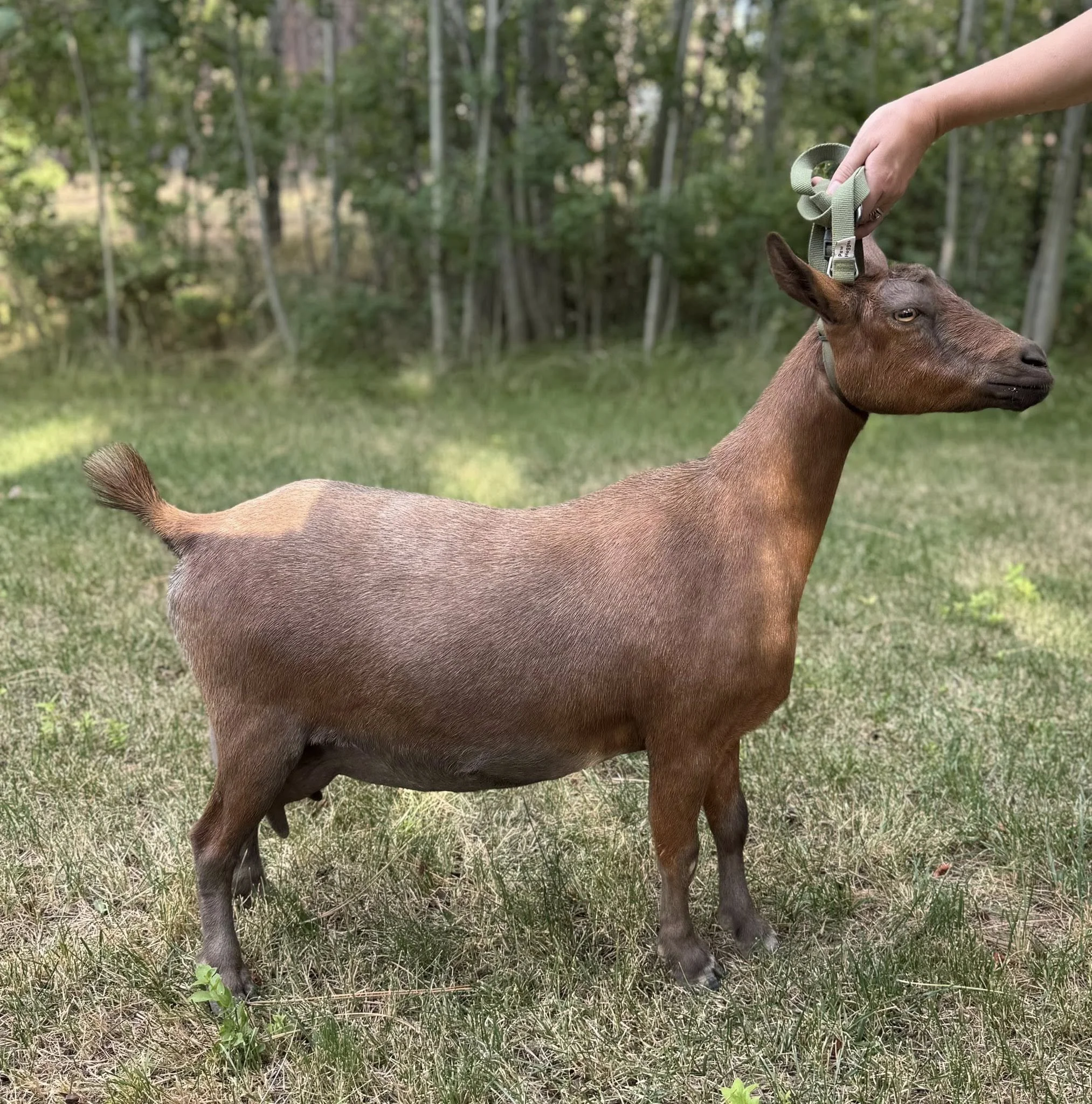 July Goat Adventures: Bottle Babies, Clipping, Milk Testing, and More