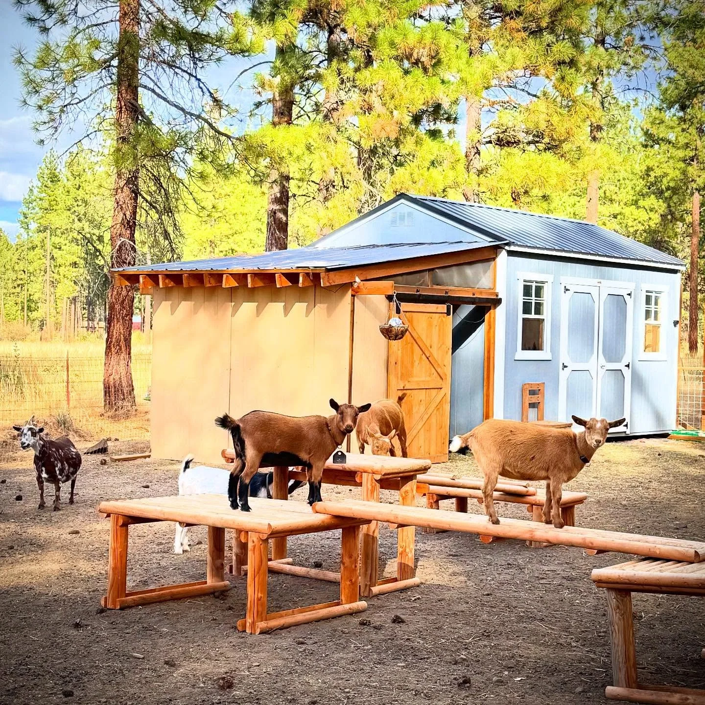 What to Expect When Bringing New Goats Home