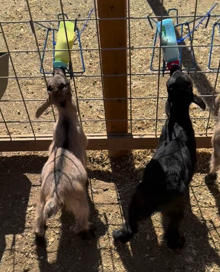 The Different Ways to Raise Goat Kids: Bottle Raised, Dam Raised, and Everything In Between