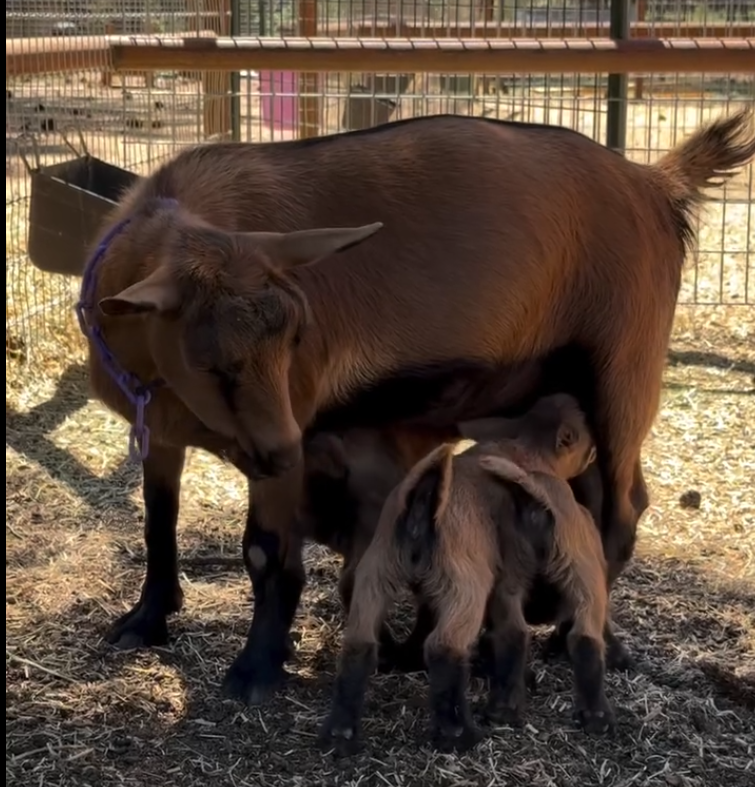 Kidding Season 2026 at Bootsy Garden: Quads, Triplets, a Breech Birth, and the Lessons We Learned