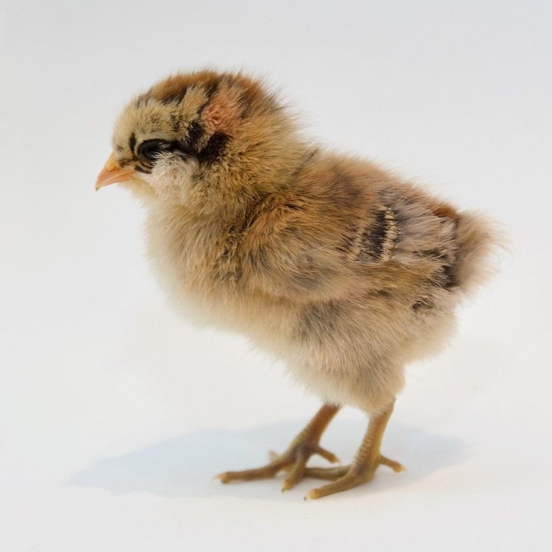Easter_egger_chicks_for_sale_klamath_falls.jpg