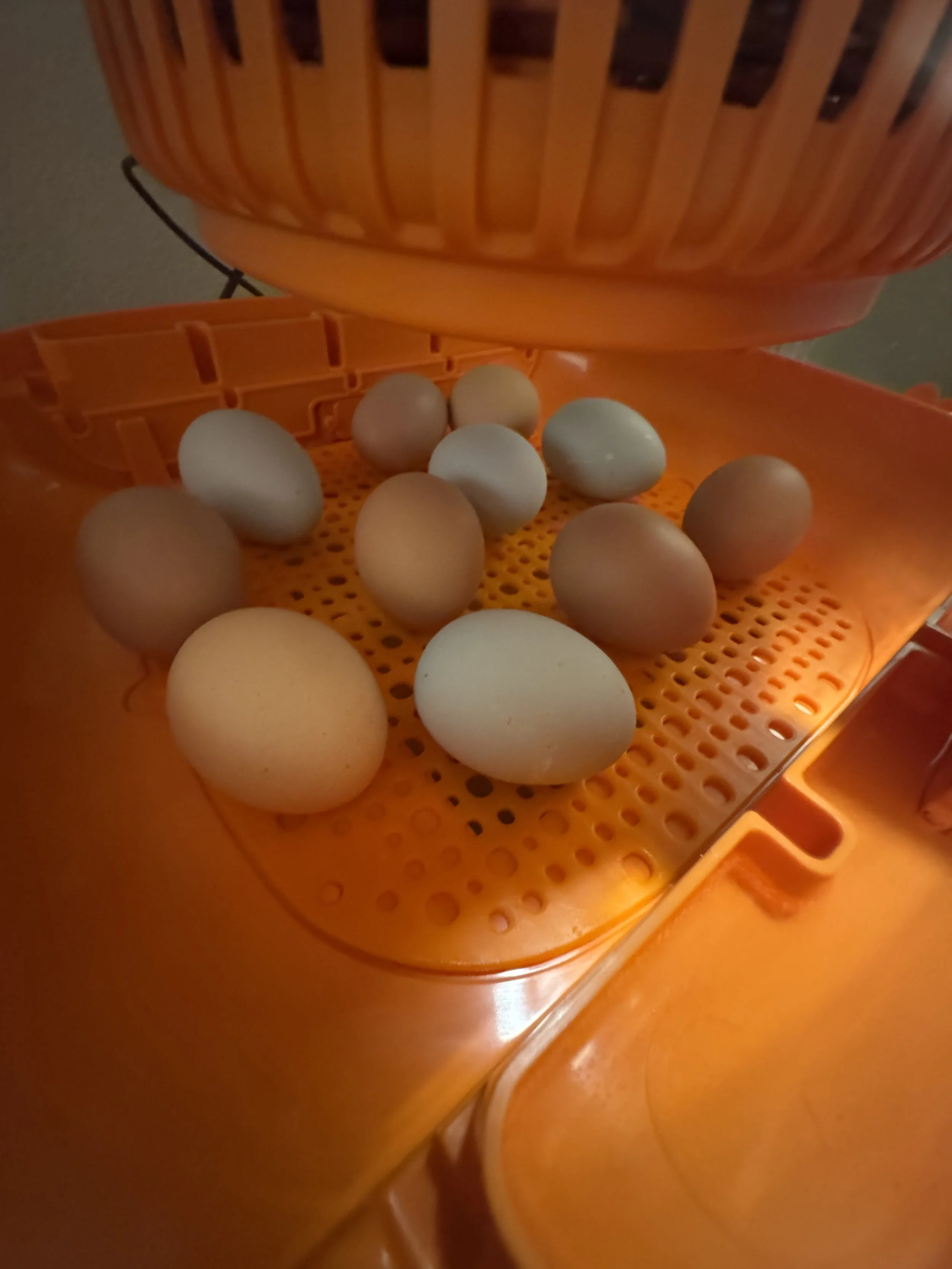 how to incubate chicken eggs