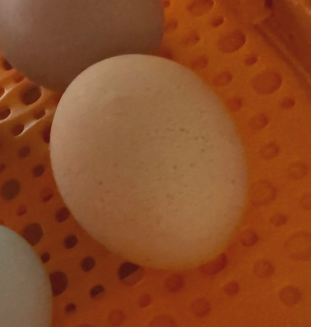 how to incubate chicken eggs