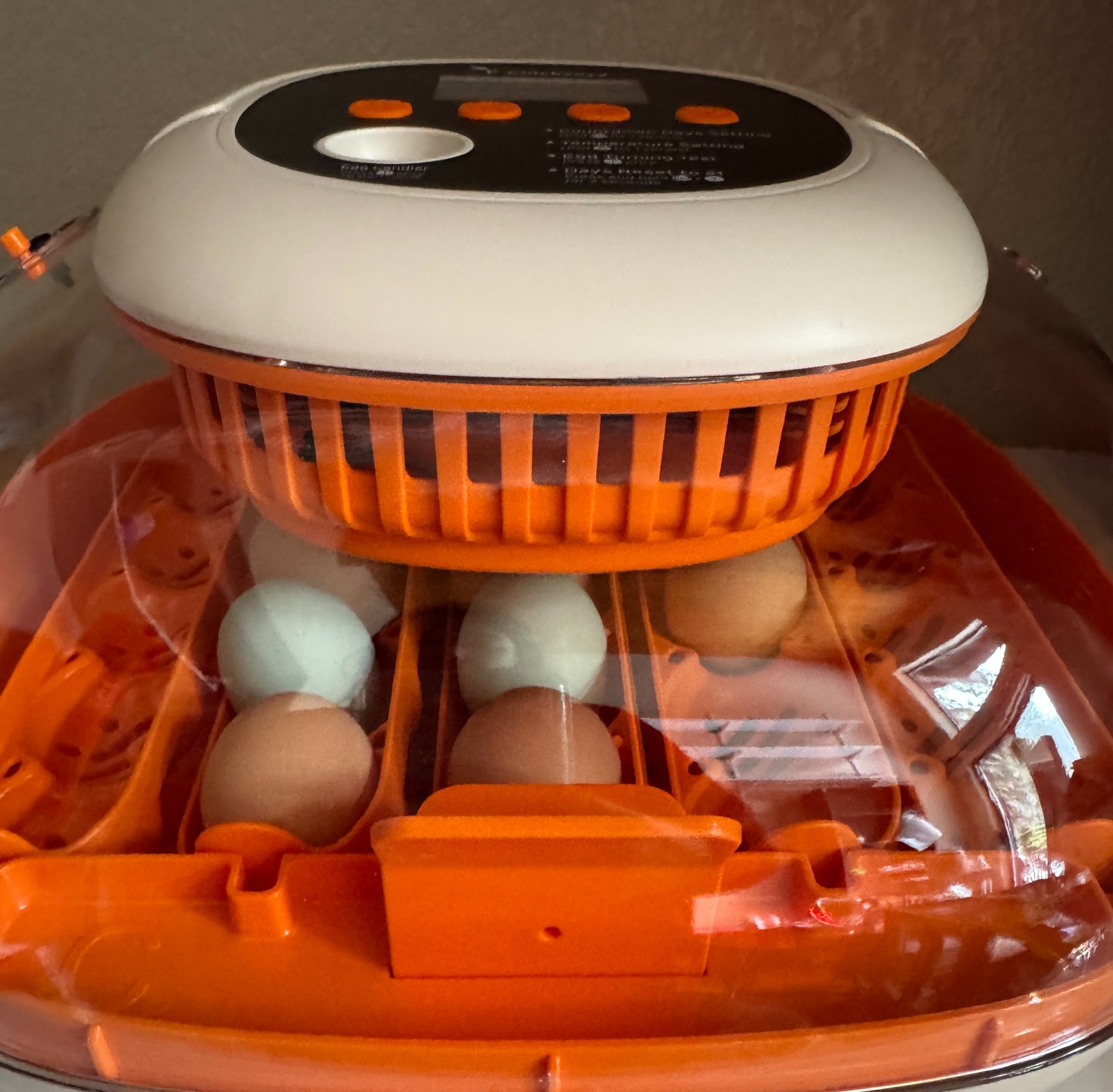 how to incubate eggs