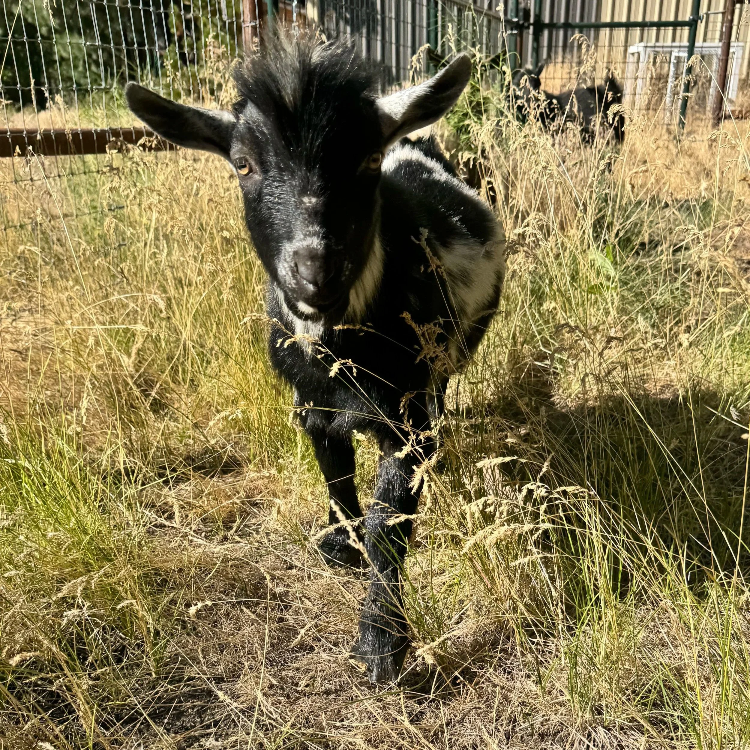 goats for sale in oregon