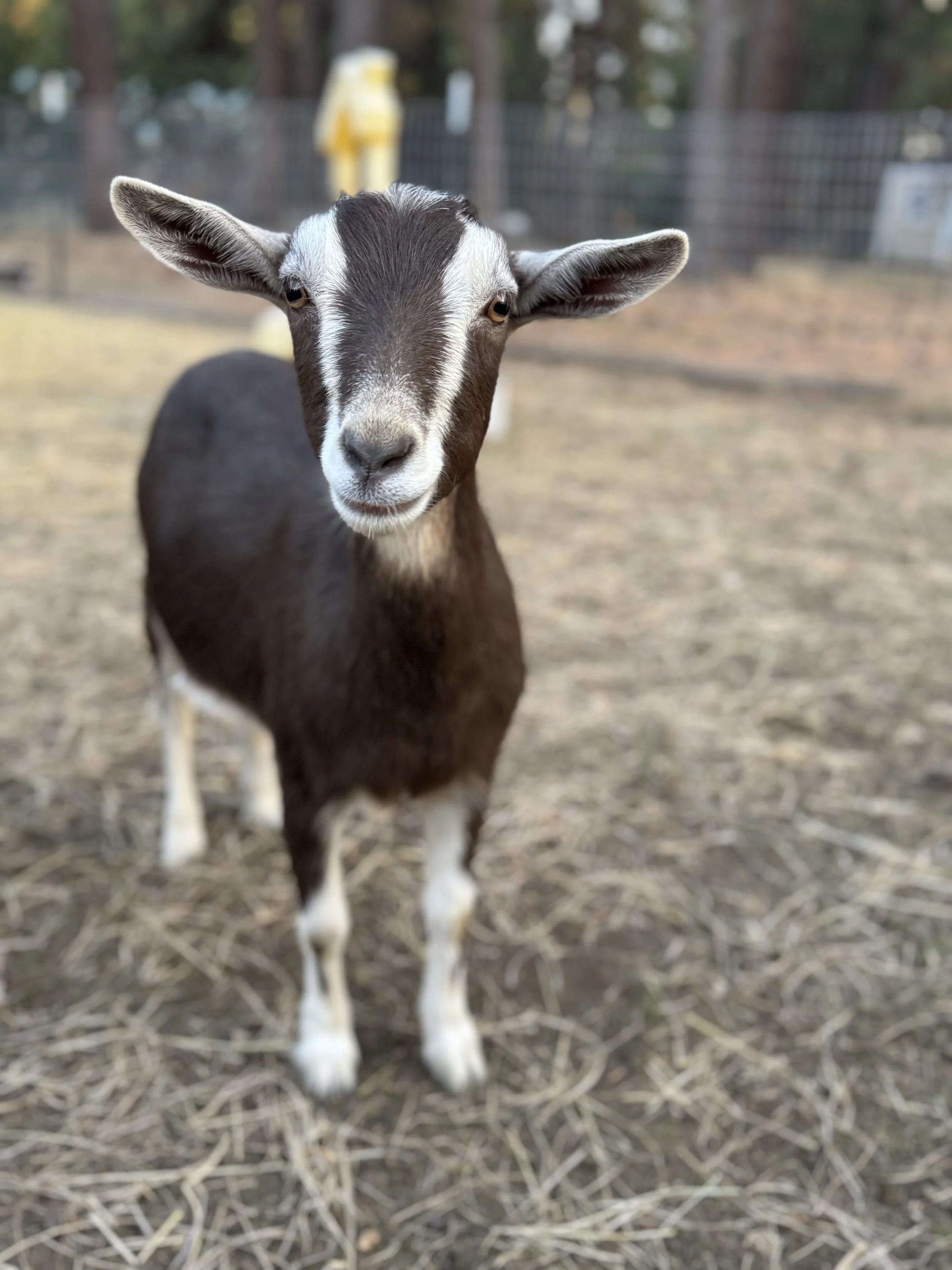 Late Summer and Fall Herd Updates at Bootsy Garden