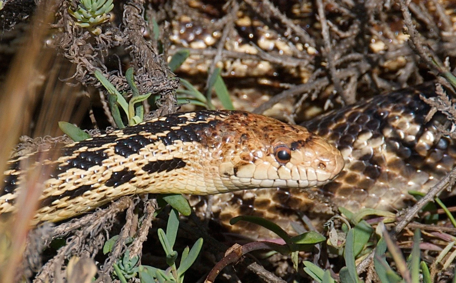🐍 Gopher Snake (Pituophis catenifer)

📍Grasslands, deserts, and open forests&mdash;western and central U.S.

📏 Length: 3&ndash;7 ft
 ⚖️ Non-venomous constrictor
 🐍 Mimics rattlesnakes when threatened&mdash;hisses, coils, vibrates tail
 🧩 Helps c