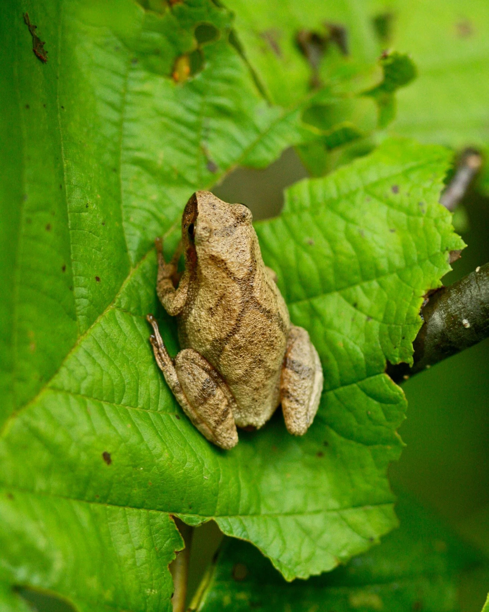 🐸 Spring Peeper (Pseudacris crucifer)

📍Eastern U.S. and Canada - woodland ponds and wetlands

📏 Size: ~1 in
 ⚖️ Weight: <5 g
 🔊 Can be heard from over a quarter mile away
 ❄️ Survives winter by freezing and thawing

These tiny frogs call from