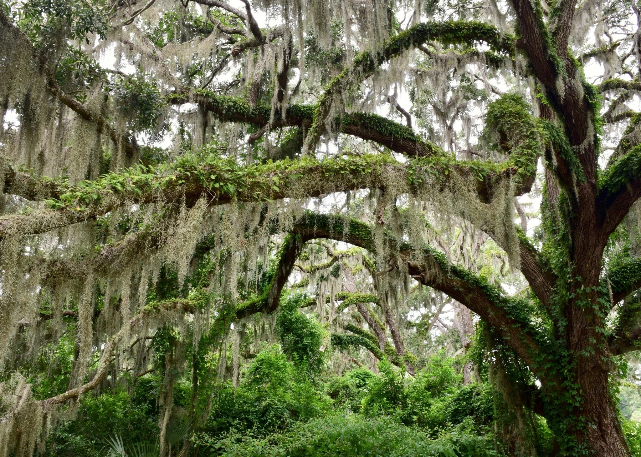 🍃 Spanish Moss (Tillandsia usneoides)

📍Southeastern U.S. - swamps, hammocks, and old trees

📏 Can grow several feet long
🌬️ Epiphyte - lives on trees but doesn&rsquo;t draw from them
💧Absorbs moisture and nutrients from the air

Spanish moss ha