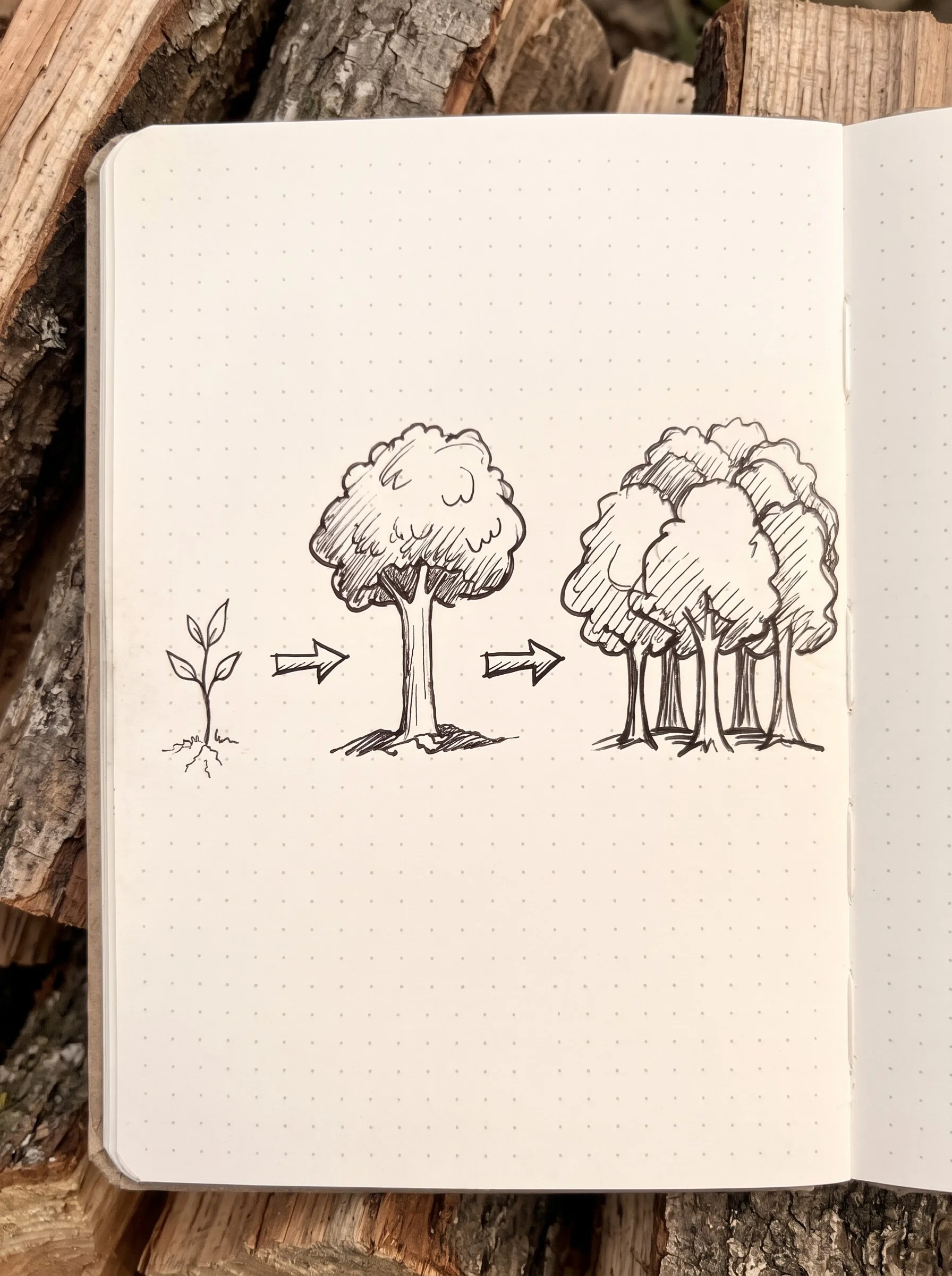 Field notebook sketch showing a small seedling growing into a mature tree and eventually a forest.