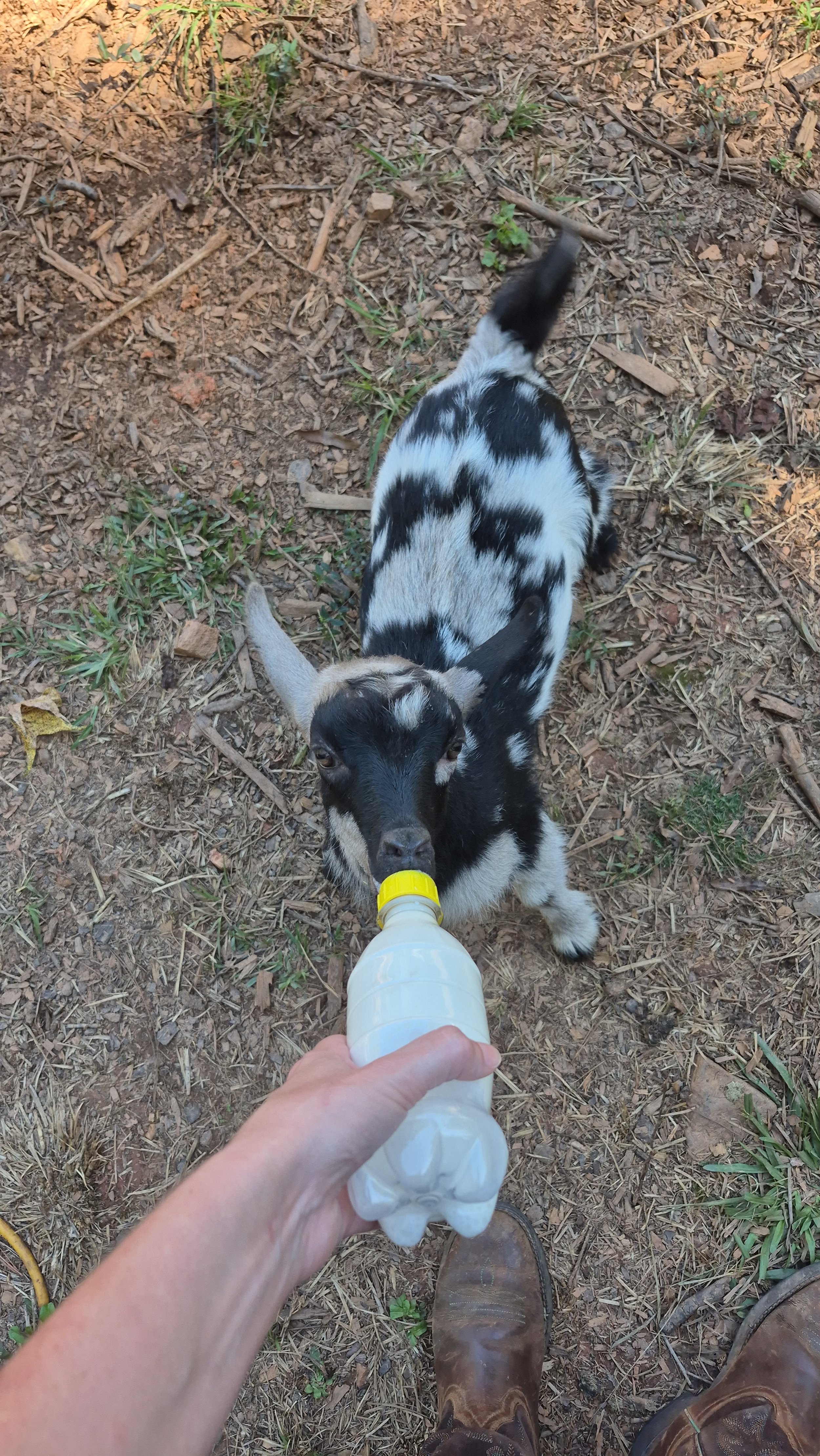 goat kid standing with front legs propped on shelter