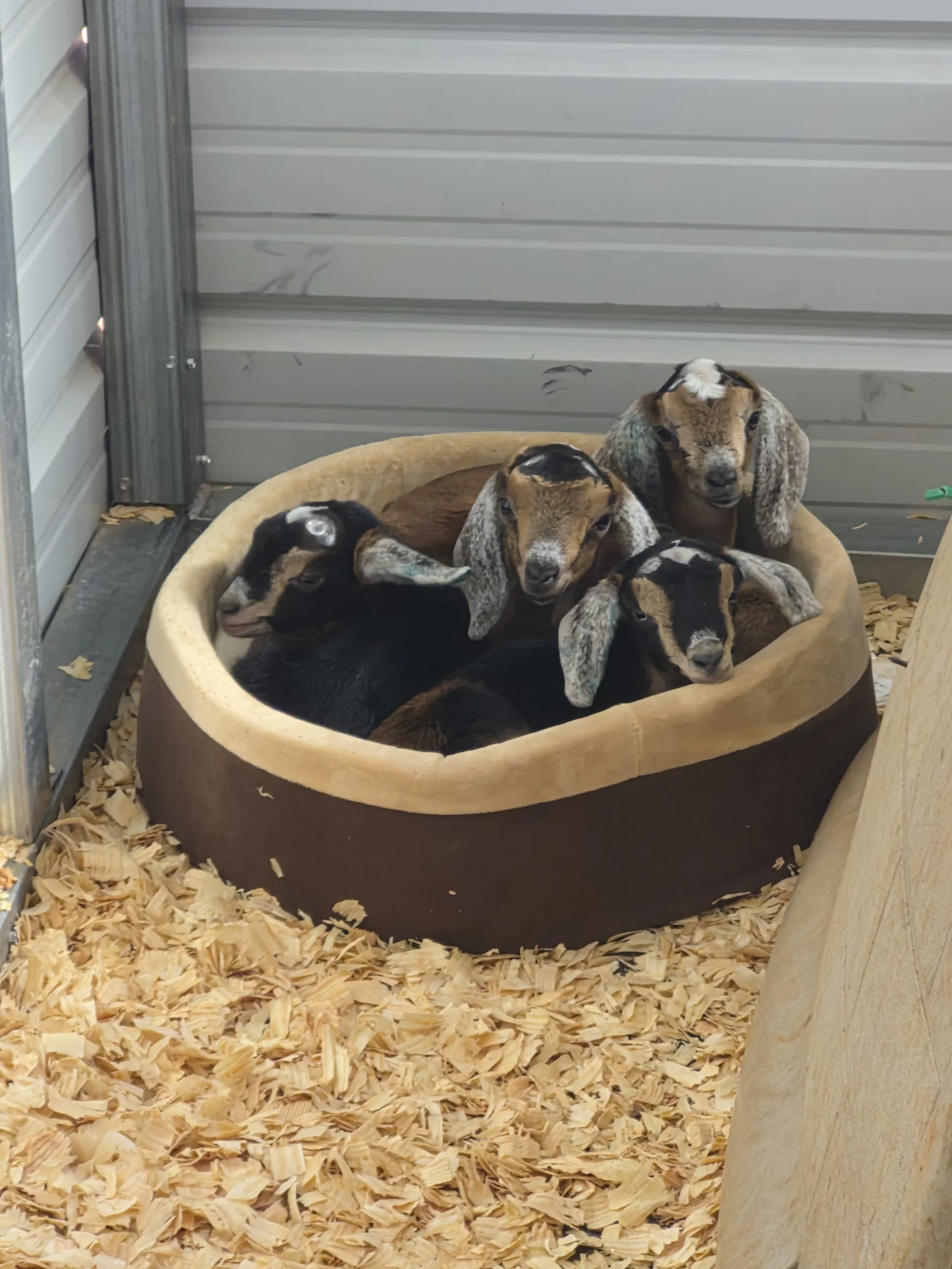 goat smiling with eyes closed basking in sun
