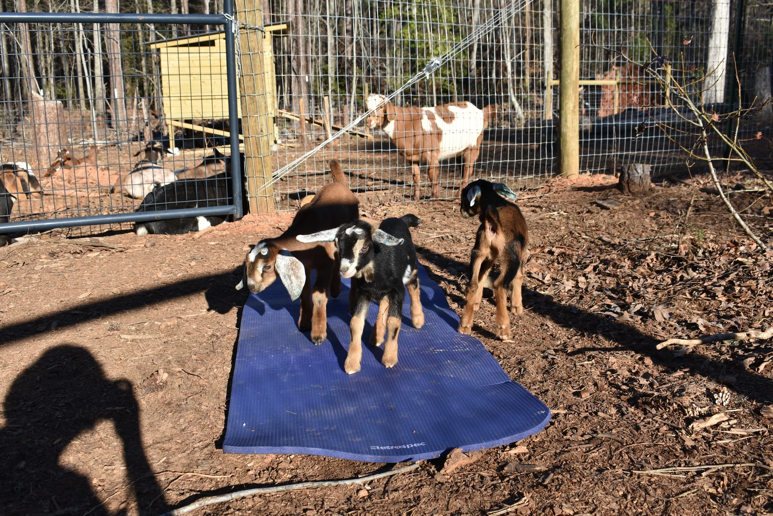 Baby goats on Yoga mat