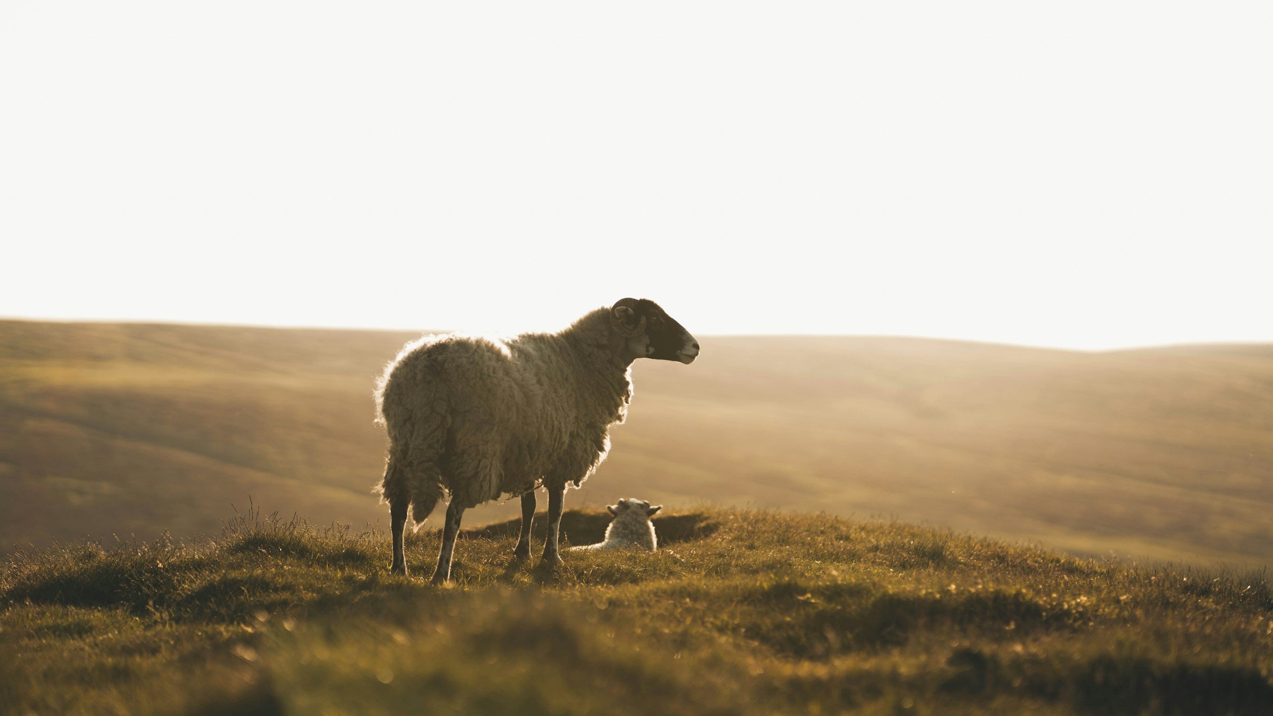 I Need a Shepherd
