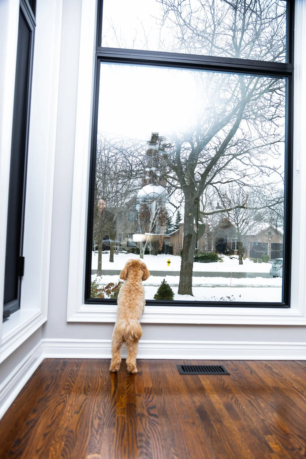 A small dog gazing out a large window at a snowy neighborhood with leafless trees and houses, during daytime.