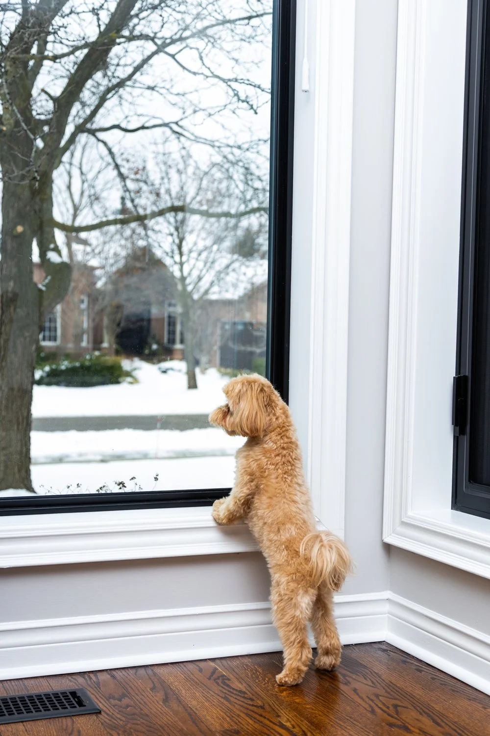 A small, tan, fluffy dog looking out of a large window at a snowy neighborhood with trees and houses.