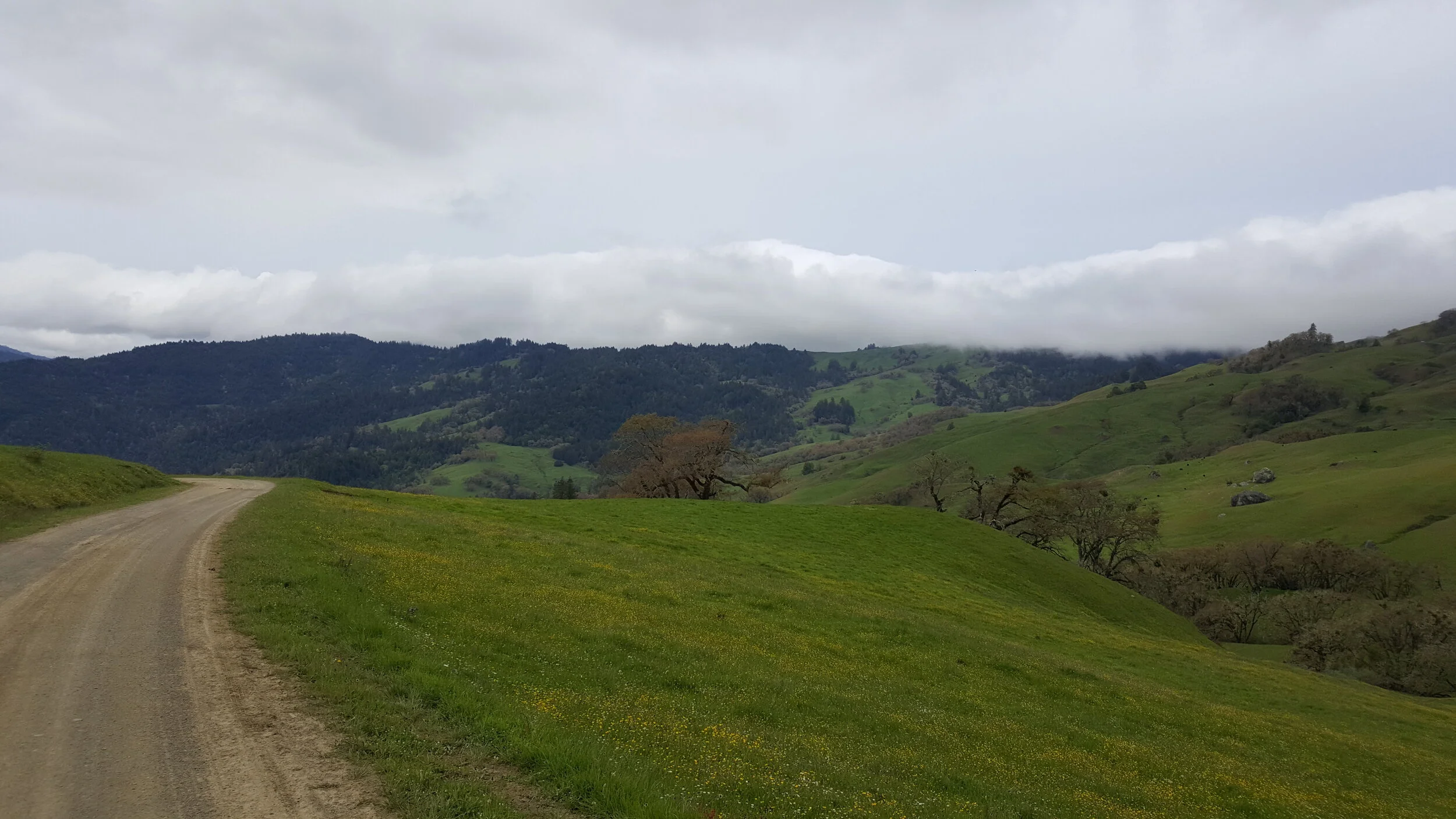 2021 Banana Slug Series