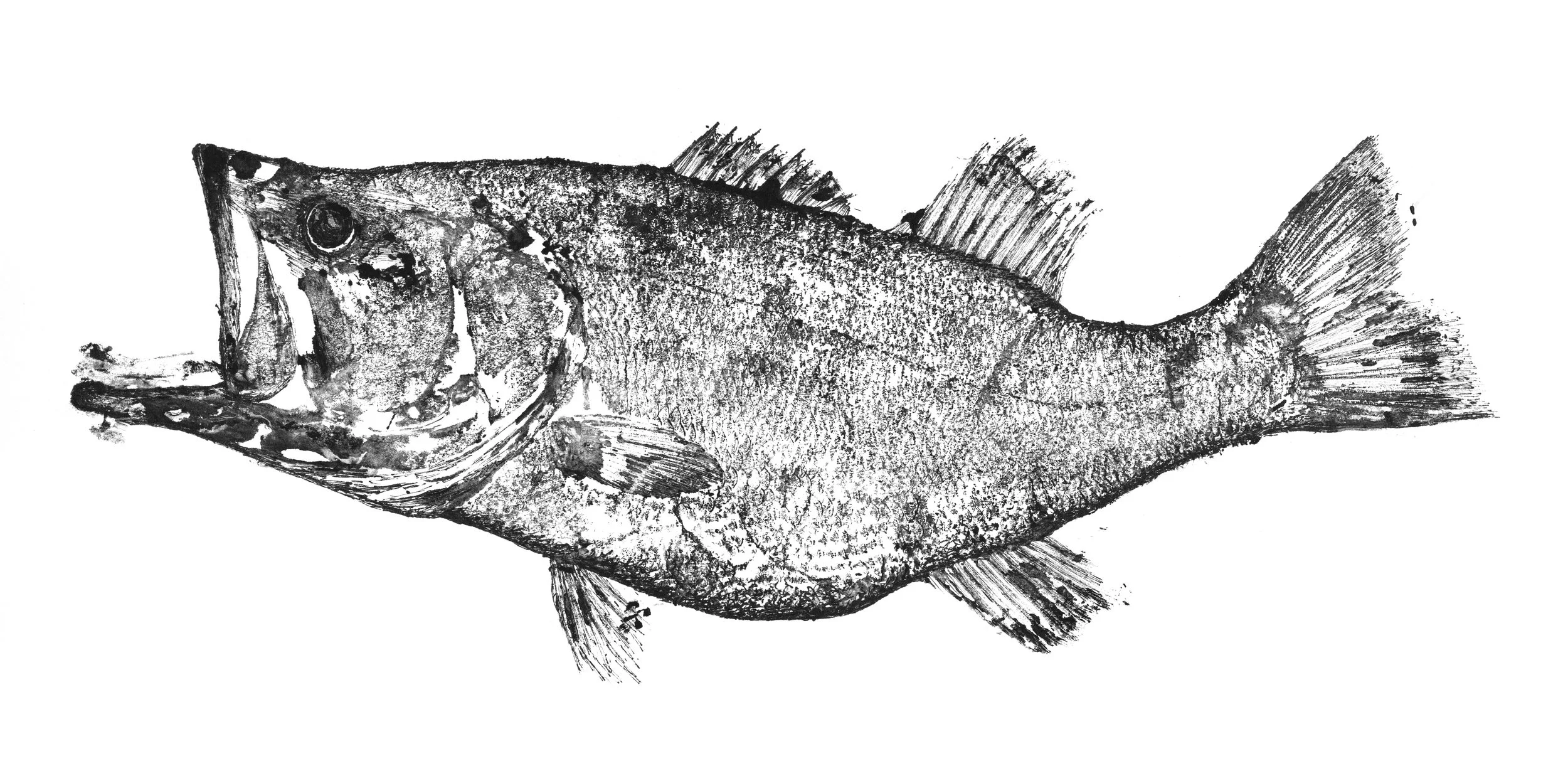 Largemouth striking 2