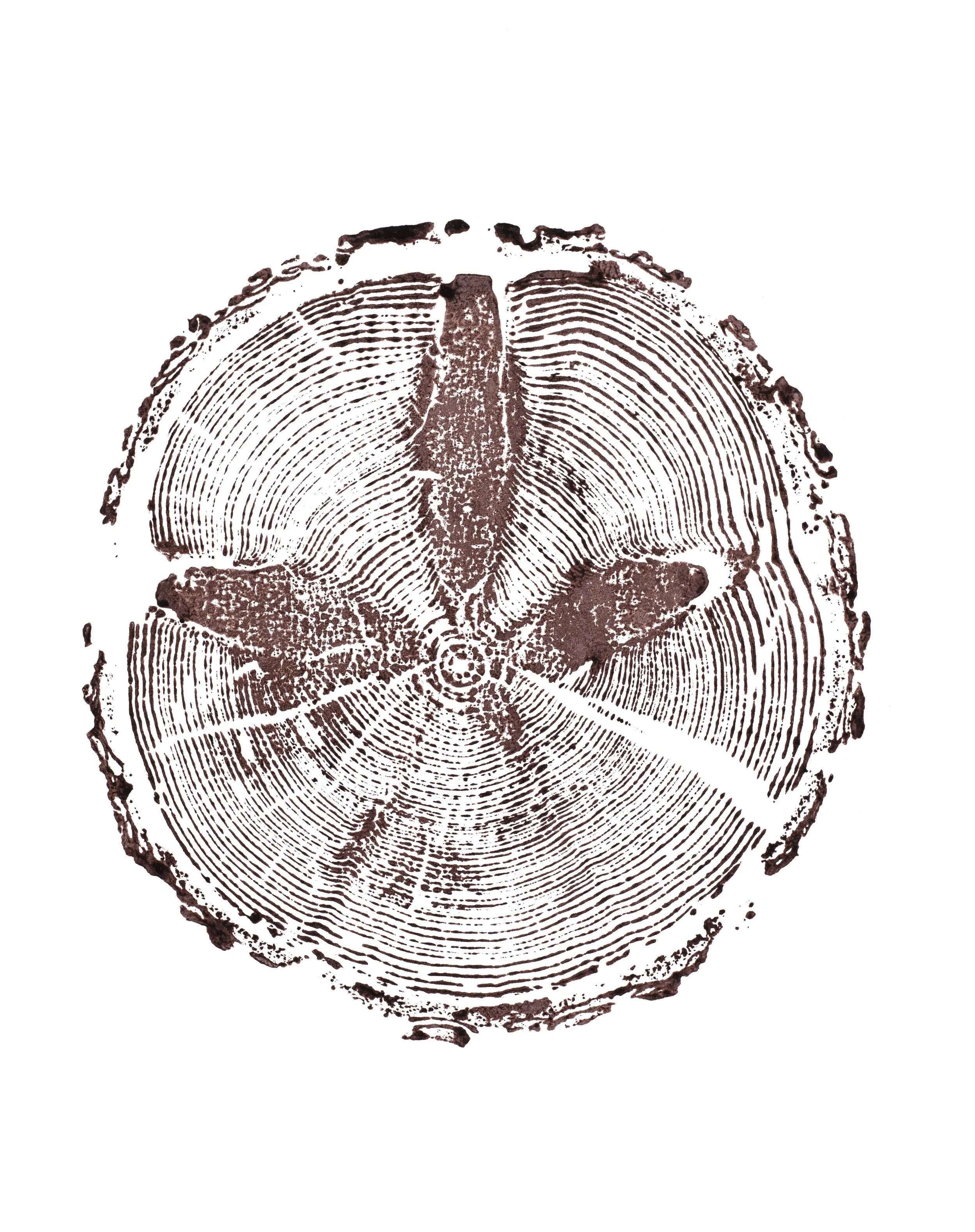 White_fir_small_flower.jpg